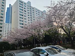 写真で見る釜山の桜～２０２３年編～釜山で桜