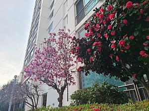 写真で見る釜山の桜～２０２３年編～釜山で桜
