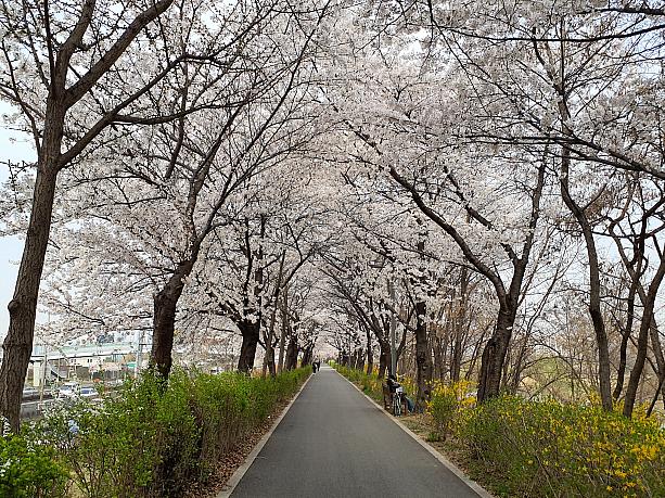 漢江の支流、炭川（タンチョン）には、長い桜のトンネルがあります。ソウルには桜の名所が増えました。