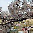 桜祭りは今日からみたい。今年はやっとのんびり花見が楽しめますネ♪
