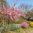 龍山家族公園に桜を見に行こうと向かう途中