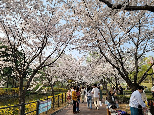 桜のアーチの中をたくさんに人が歩いています～