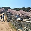 水原華城の城壁沿いを桜を見ながら散策。