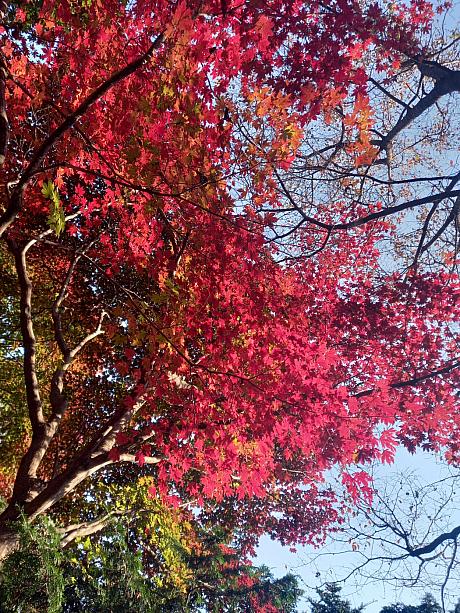 鞍山(アンサン)にも足を延ばしてみると、ところどころ、こんなキレイな赤色が~。今年ももう１１月！年末もすぐきちゃいそうですネ＾＾