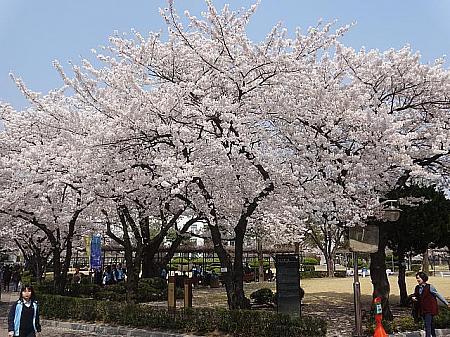 ソウルの桜前線２０２４年～ソウルは４月３日 ソウルの桜 ソウルで花見ソウルの桜開花時期