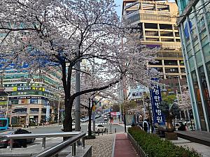 写真で見る釜山の桜～２０２４年編～釜山で桜