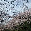 写真で見る釜山の桜～２０２４年編～釜山で桜