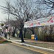 汝矣島の桜通り、輪中路にやってきました。こちらで3/29から4/2まで桜祭りが行われます！