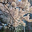 今週初めに咲き始めた桜が