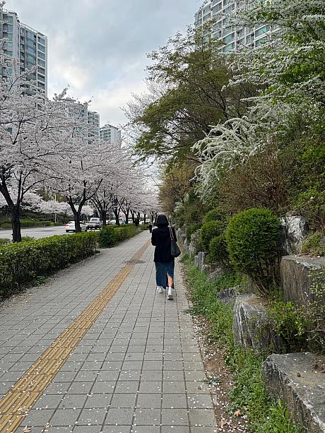 近くの石村湖の桜祭りは先週末で終わりましたが、今週末もバスキング公演などを花見客のためにしてくれるとのこと～。週末は花見だ！