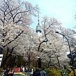天気もイイし、桜を見ながら、おしゃべりしながら、のんびりお散歩~♪