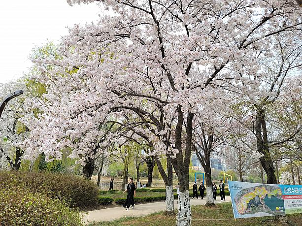 散歩をしたりしながら、みんな桜を楽しんでます～