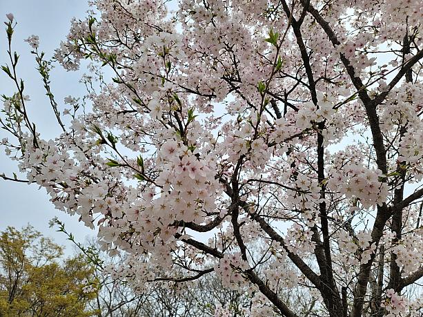 今年は、桜の開花後、雨の影響も少なくて、長くキレイな桜～♪