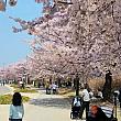 いつまでも続くかのような錯覚を覚えてしまうくらいきれいな桜並木。