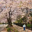 歩道いっぱいに広がる桜がとてもきれいです。
