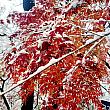 そろそろ紅葉も見納だなぁーなんて思っていたら、一晩の間に雪がけっこう積もりました！