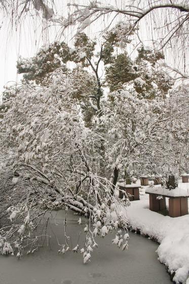 庭園内の木々も、こんなに雪に積もられては重そうに垂れ下がっています。