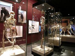 猿人の骨格模型