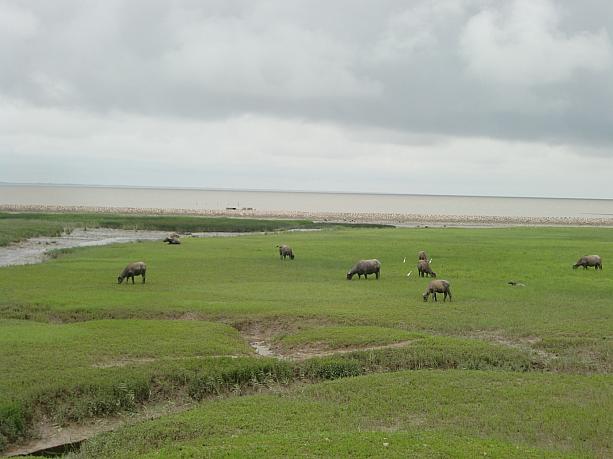 上海にもこーんな大自然が残る離島があるのです!　遠くに見えるのは水牛の群れ