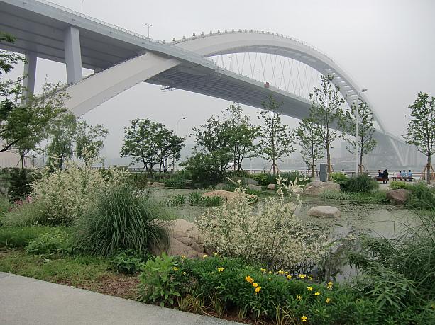B片区卢浦大橋の下には湿地公園が。天然の植物が黄浦江の水を濾過しているそう。