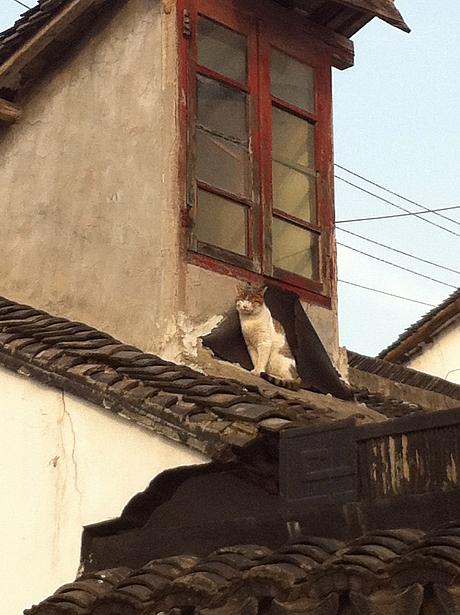 屋根の上に猫がいました