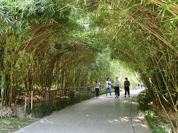 竹のアーチの下を散策できます