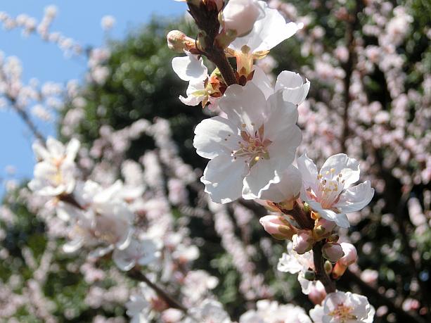 市内の桜はそろそろ終わりのシーズンです