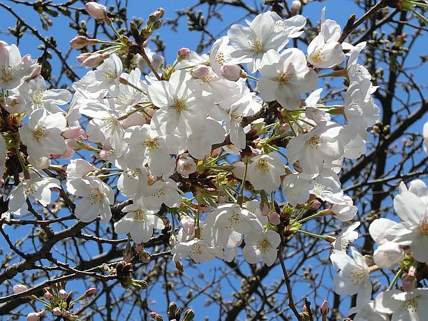 「麗園公園」の桜です。写真は先週の様子。そろそろ見頃も終わりかも