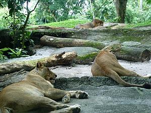 昼間は大抵寝ているライオンたち