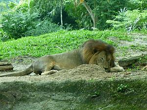無防備な表情で眠る雄ライオン