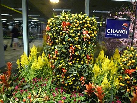 チャンギ空港に飾られている金柑の鉢植え