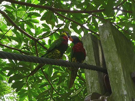 熱帯雨林を鳥たちが飛び交うジュロン・バードパーク
