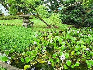 池を覆うホテイアオイの花