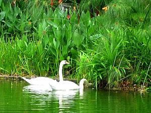 池で悠々と泳いでいる白鳥