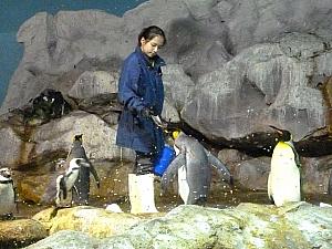 魚をもらうオオサマペンギン