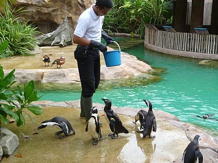 屋外プールのフンボルトペンギンに餌を与える飼育員