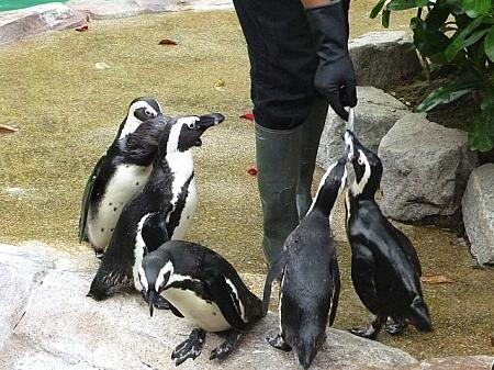 飼育員の手からシシャモを食べるフンボルトペンギン