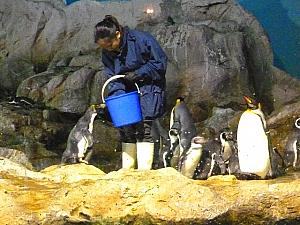 餌をついばむマカロニペンギン