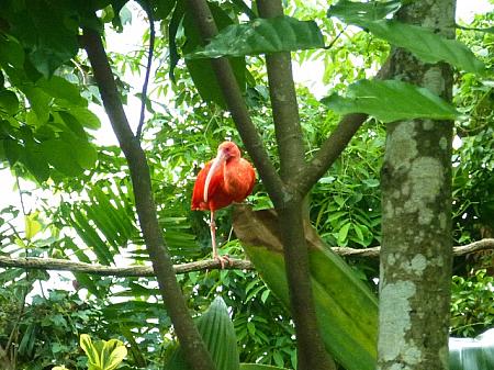 葉の陰にいても、鮮烈な赤い羽が目立ち度抜群です。