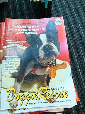 オーストラリアで人気の雑誌“DOGS Life”（A$6.95）は英語の勉強にいいかも？ちなみに右のふたつは無料ですよ。