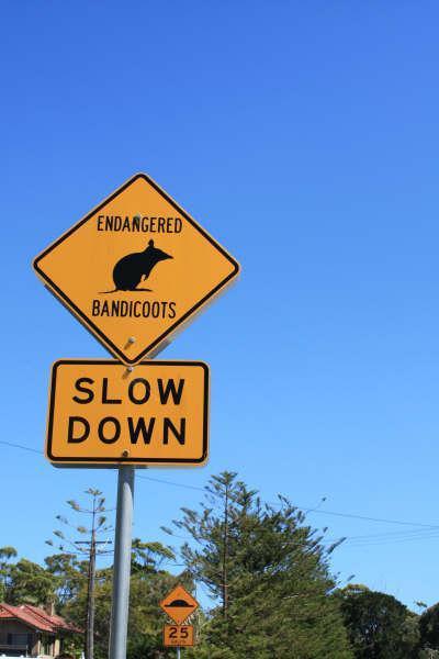 ＜このあたりはLong‐Nosed Bandicootという動物が見られる、シドニー内でもとてもめずらしい場所なのだそう。看板を発見。＞