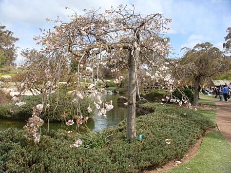 あいにくの強風でほとんどの桜が散ってしまっていましたが、一部のしだれ桜や八重桜が頑張りをみせていました。