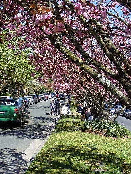 ブルーマウンテンズの観光とセットで訪れることの多い「ルーラ」の街。春には満開の桜並木を見ることができます。