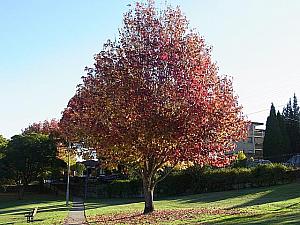 公園で見つけたシドニーの紅葉