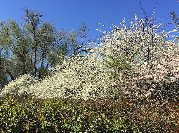 その後近くの公園に行ったらこんな見事に咲き乱れていました。ここまで豪快だと日本で見る儚さとは一線を画していますね。ローカルの植物たちと一体化している感じ。思わぬところで見つけた桜。日本人としては心がほんわかとした出来事でした。