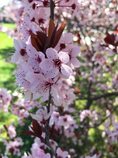 うわ〜やっぱり桜でした！シドニーではもうとっくに時期が終わっているのですが気温が低いキャンベラだと桜の頃も半月くらい遅いみたいです。