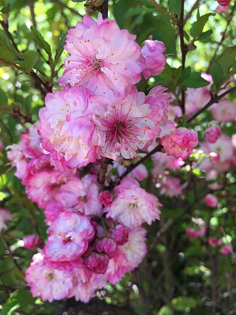 普段から公園に植えられている桜もお目当ての一つ。日本の桜に比べてかなりピンクが強い気がしますが、やはり桜を見るとホッとするあたりが日本人DNAなのでしょうか？