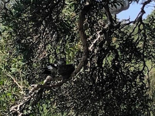 大きな木の枝の先にはカラスの親戚？黒地に白い模様のついているマグパイさんの巣がありました。まだちゃんと鳴けなくてヒューヒュー言っている雛がいたようですが親鳥に守られていて姿は見えず…