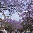 日本ではお花見と言えば桜ですが、オーストラリアでは紫色のジャカランダが春のお花の代名詞。シドニーの有名ジャカランダ・スポット、キリビリにやってきました。道路の両脇から伸びる枝が見事な紫色のアーチを作っています。