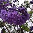 頭上に紫色の花が束になって素敵な香りを降り注いでいます。